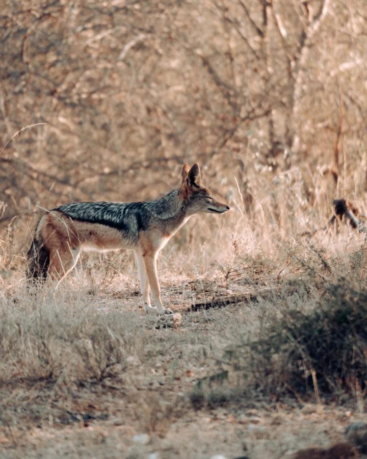 Maninghi Lodge Balule Game Reserve Bagian luar foto