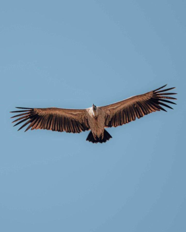 Maninghi Lodge Balule Game Reserve Bagian luar foto
