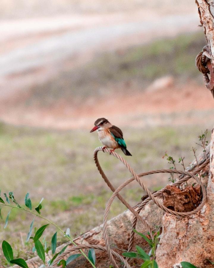 Maninghi Lodge Balule Game Reserve Bagian luar foto