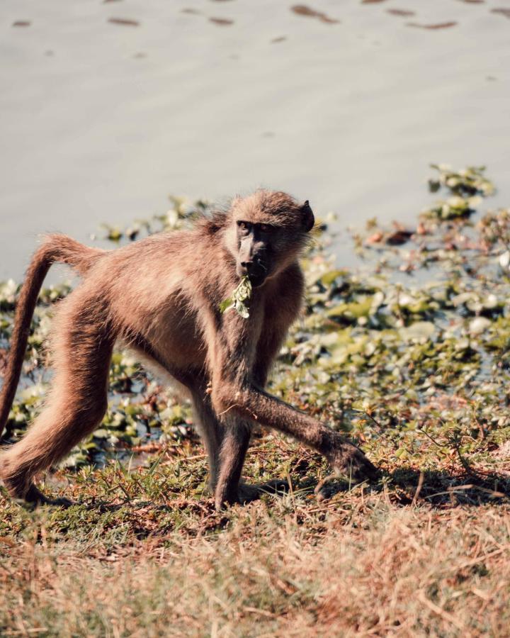 Maninghi Lodge Balule Game Reserve Bagian luar foto