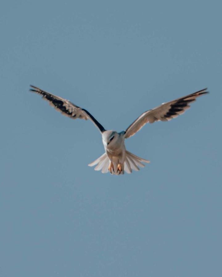 Maninghi Lodge Balule Game Reserve Bagian luar foto