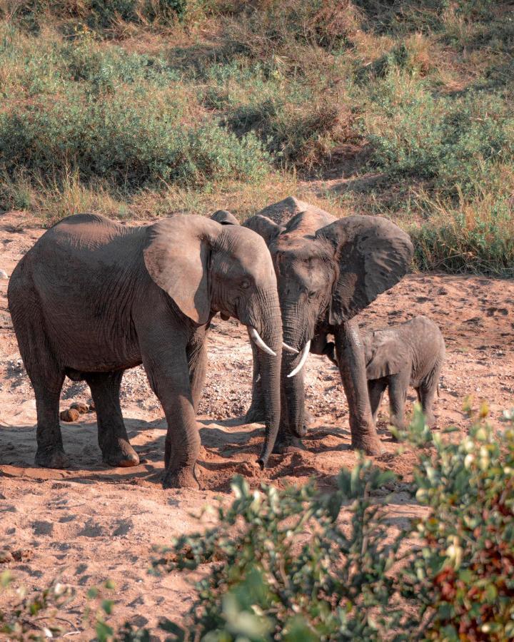 Maninghi Lodge Balule Game Reserve Bagian luar foto