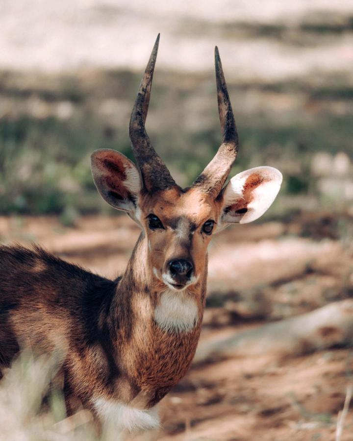 Maninghi Lodge Balule Game Reserve Bagian luar foto