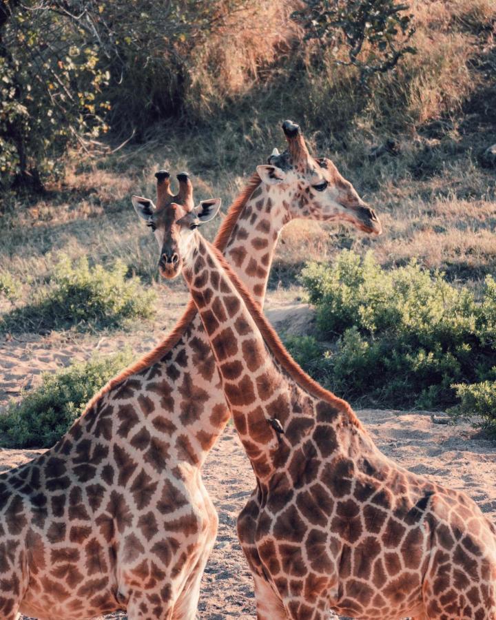 Maninghi Lodge Balule Game Reserve Bagian luar foto