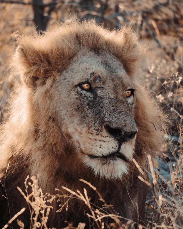 Maninghi Lodge Balule Game Reserve Bagian luar foto