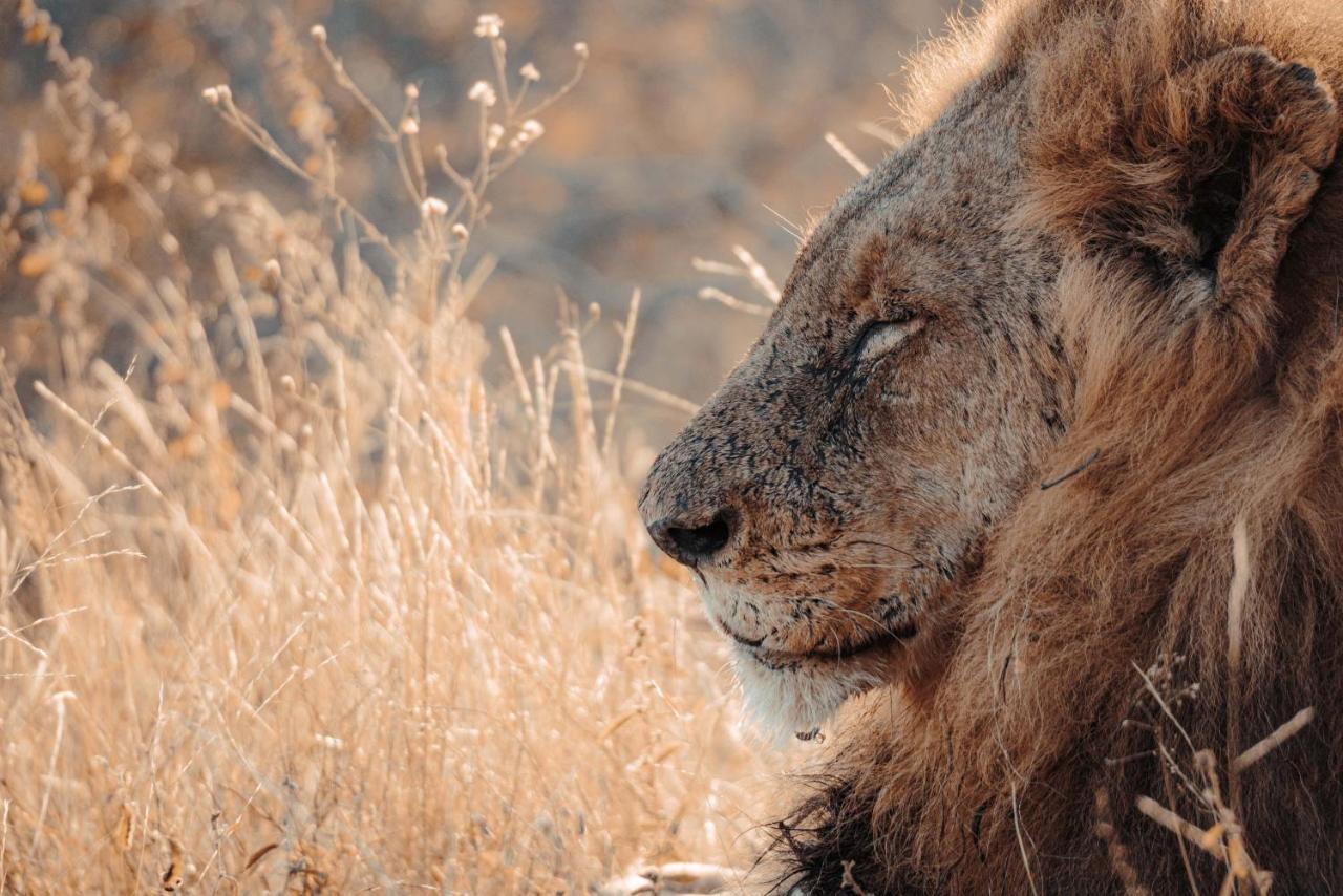 Maninghi Lodge Balule Game Reserve Bagian luar foto