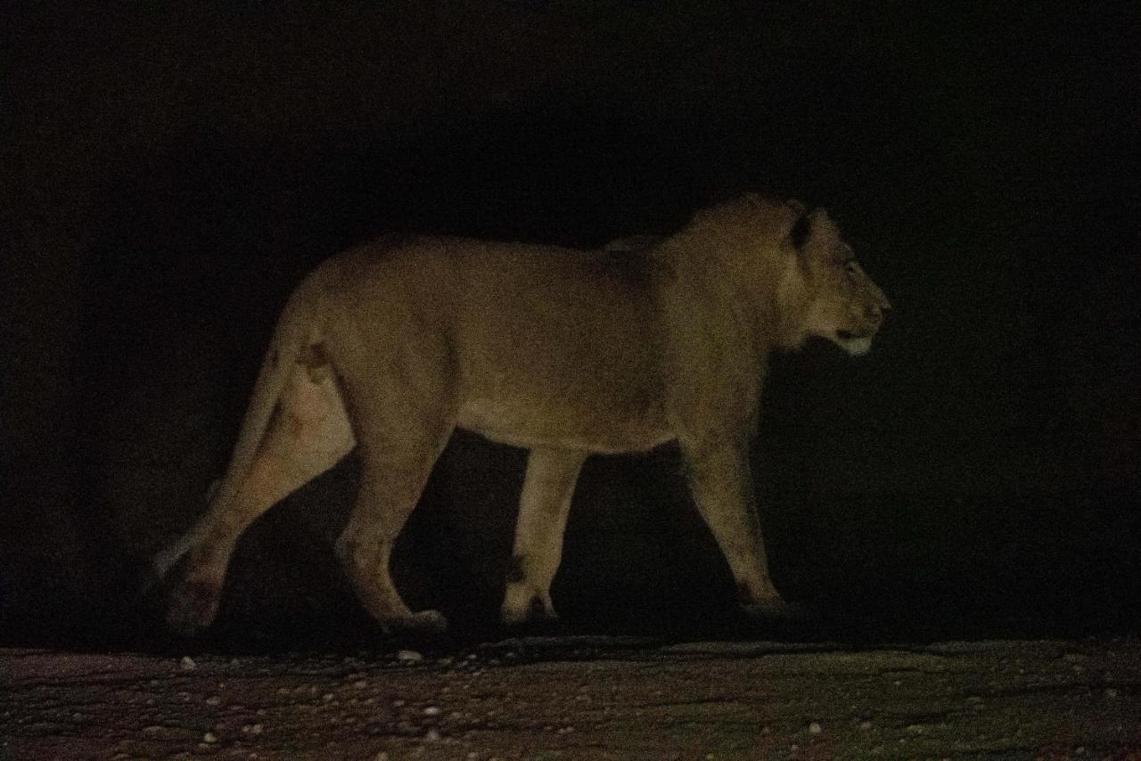 Maninghi Lodge Balule Game Reserve Bagian luar foto