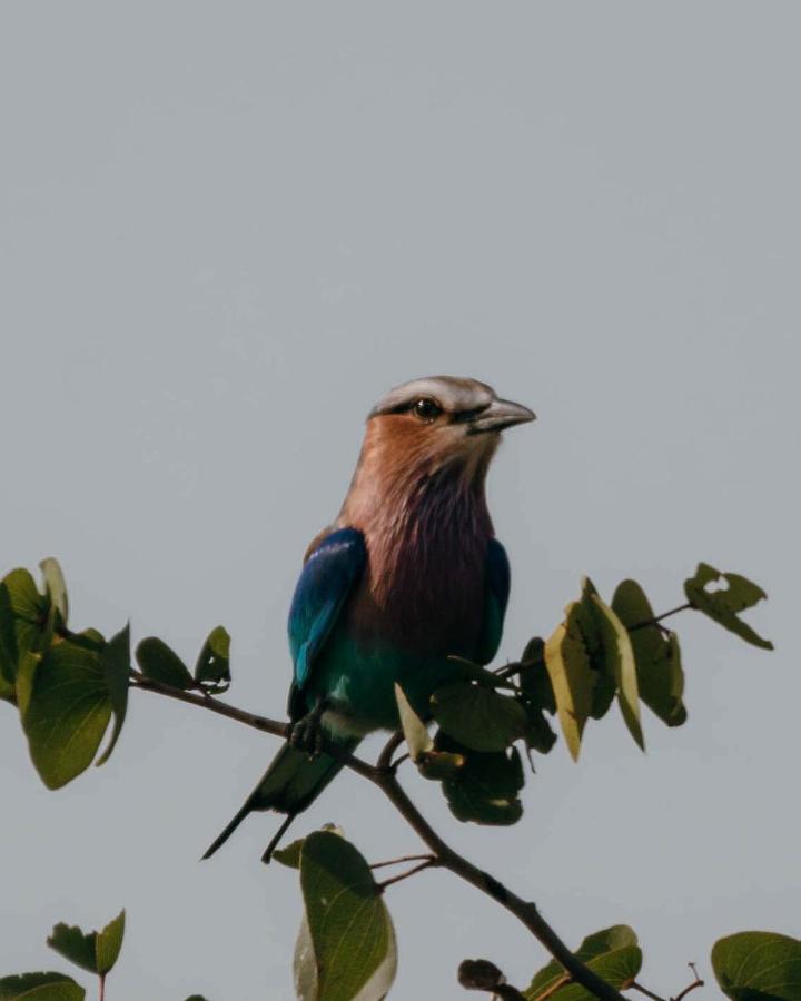 Maninghi Lodge Balule Game Reserve Bagian luar foto