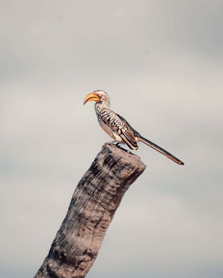 Maninghi Lodge Balule Game Reserve Bagian luar foto