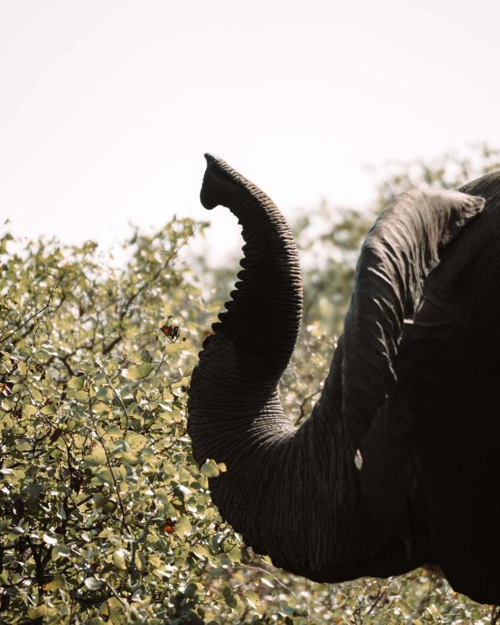 Maninghi Lodge Balule Game Reserve Bagian luar foto