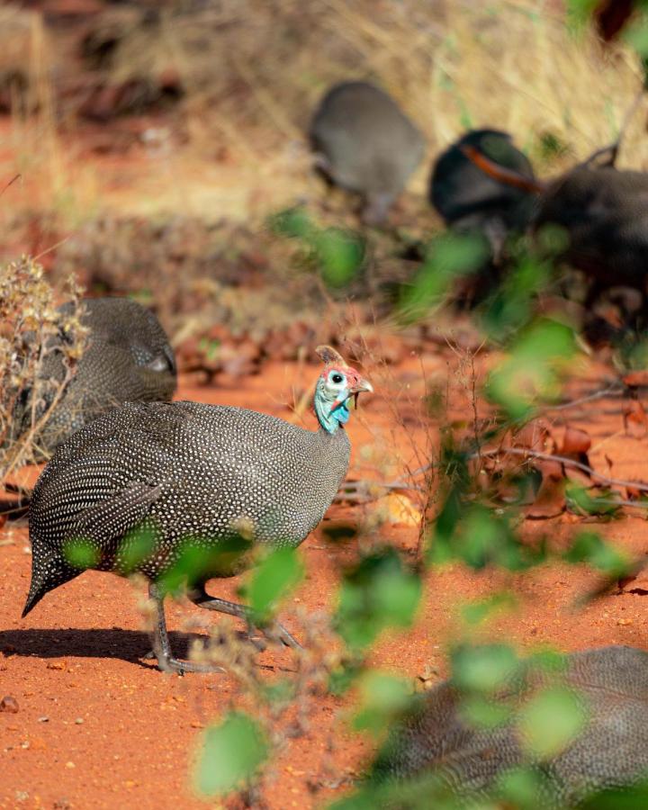 Maninghi Lodge Balule Game Reserve Bagian luar foto