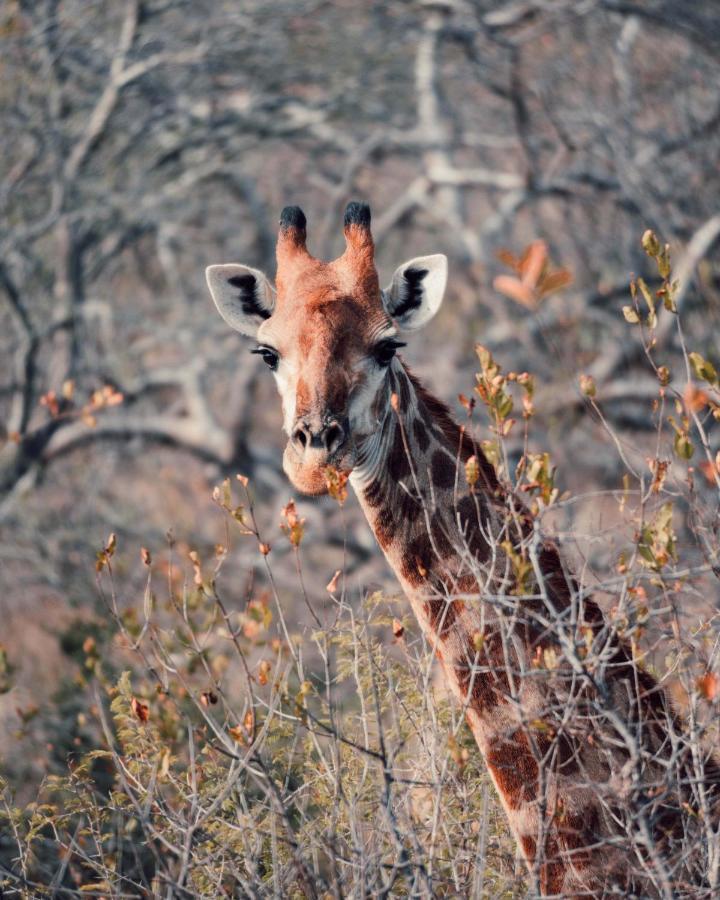 Maninghi Lodge Balule Game Reserve Bagian luar foto