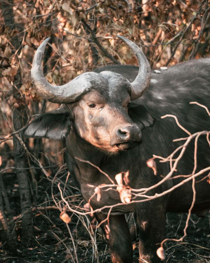 Maninghi Lodge Balule Game Reserve Bagian luar foto