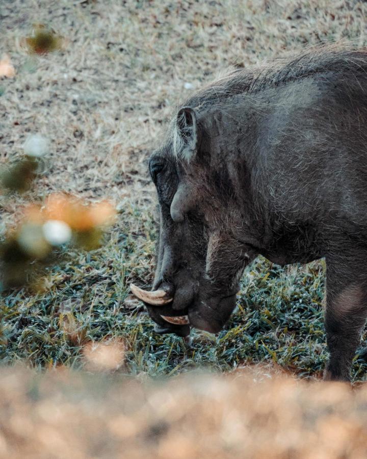Maninghi Lodge Balule Game Reserve Bagian luar foto