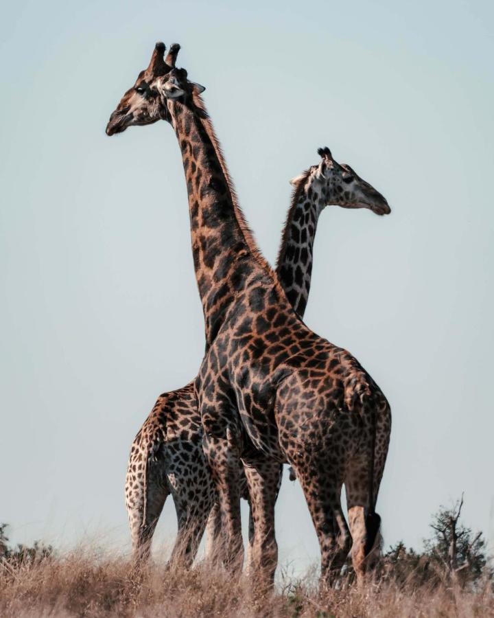 Maninghi Lodge Balule Game Reserve Bagian luar foto