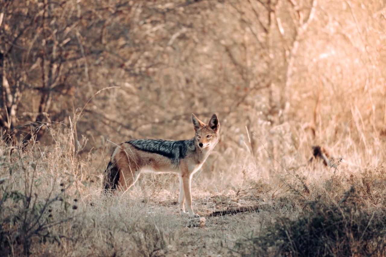 Maninghi Lodge Balule Game Reserve Bagian luar foto